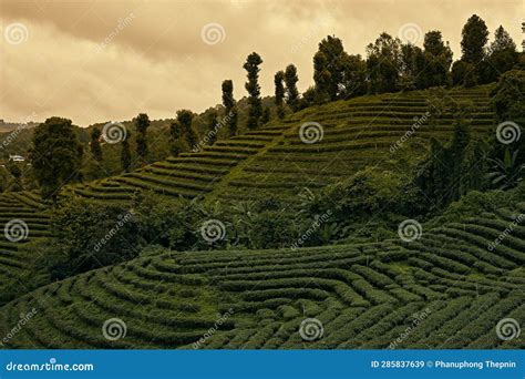 Tea Plantation At Doi Mae Salong In Chiang Rai Stock Image Image Of Nature Countryside 285837639