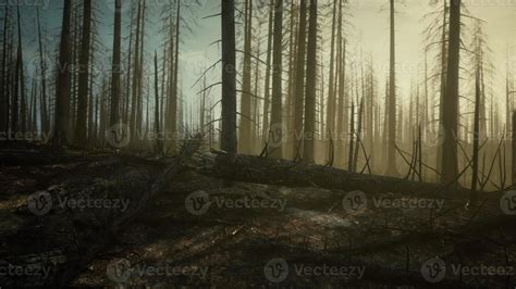 Black Ashes Of Canary Pine After Forest Fire 17279102 Stock Photo At