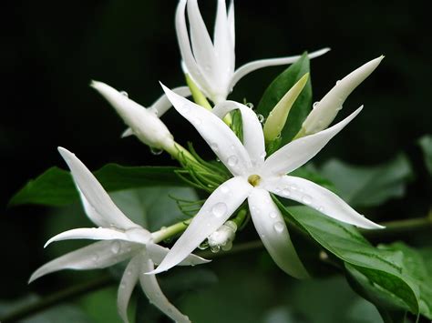 Buy White Kunda Downy Jasmine Star Jasmine Flower Plant Online ₹249