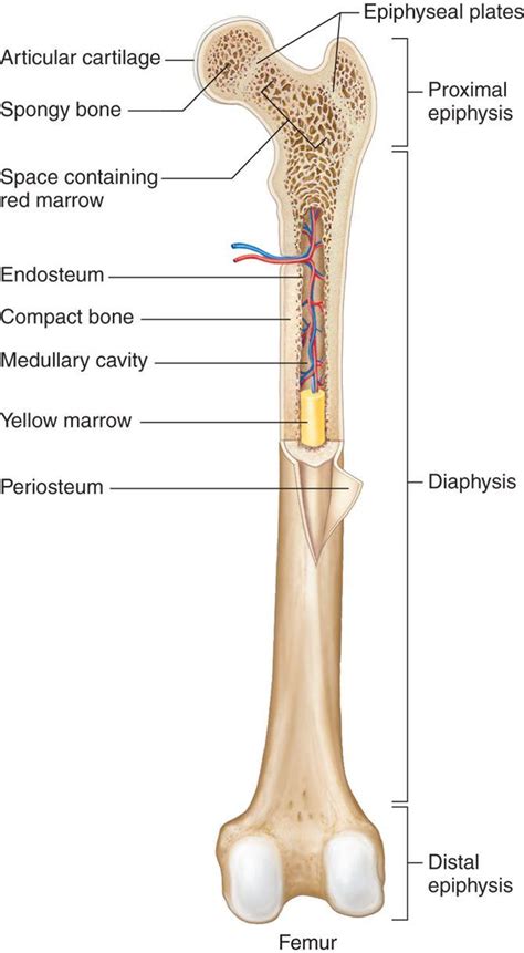 Long bone • longer than they are wide. Chapter 7 - Skeletal System - Anatomy & Physiology Bg 210 ...