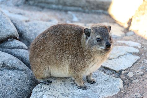 Rock Rabbit Hyrax Dassie Free Photo On Pixabay Pixabay