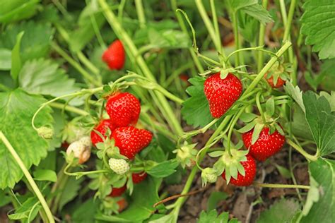 3 out of the 4 ended up popping up 2 or 3 weeks later. How Long Does it Take to Grow Strawberries? » Top Facts