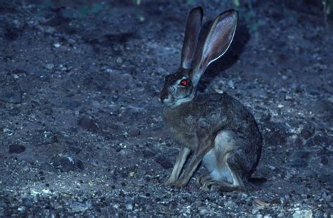 Antelope Jackrabbit Lepus Alleni Jack Rabbit Antelope Hare Rabbits