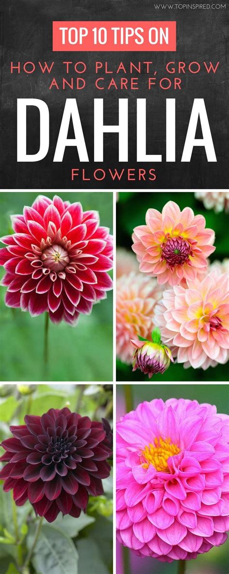 Top 10 Tips On How To Plant Grow And Care For Dahlia Flowers 1000