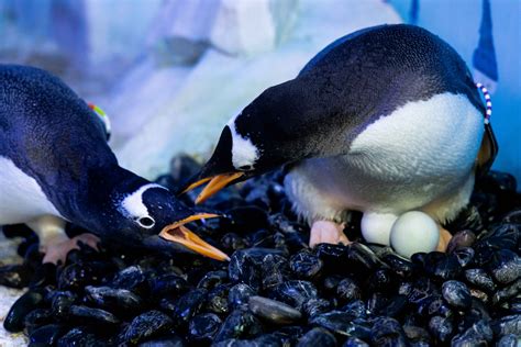 Penguins Form Same Sex Couples At London Aquarium For Mating Season