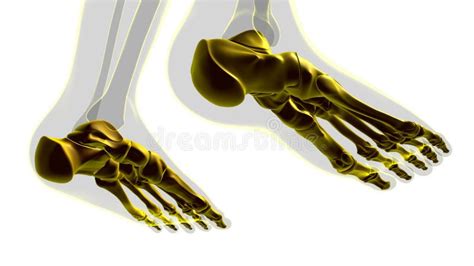 Menselijke Beenderen Met Skeletvoet Anatomie Voor Medische Doeleinden