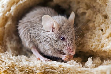 We did not find results for: Mouse eating bread. - Experts in Pest Control. Commercial ...
