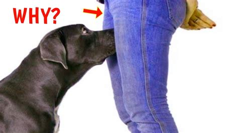Why Dogs Smells Our Private Part Dogs Smells Private Part Dogs