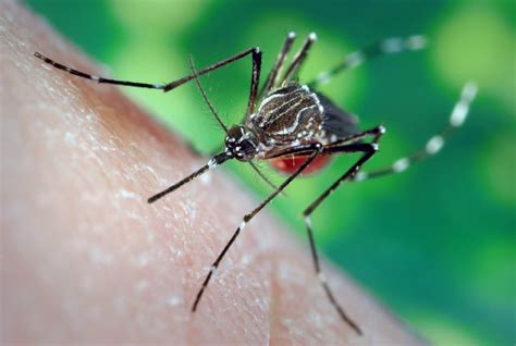 Mosquito Control And Deadly West Nile Virus