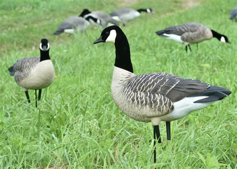 13 Things Upstate Ny Canada Goose Hunters Should Know During September Video