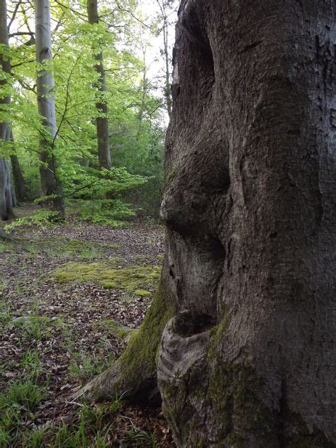 110 Bäume Mit Gesicht Ideen Baum Gesichter Alte Bäume Baumkunst