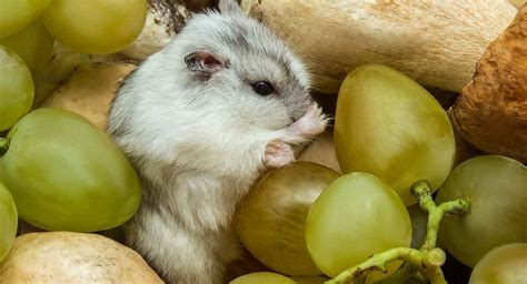 It depends on the cat. Can Hamsters Eat Grapes - A Guide To Grapes For Hamsters