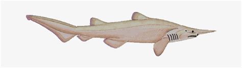 Check spelling or type a new query. Mitsukurina Owstoni - Tiburon Duende Png - 650x200 PNG ...