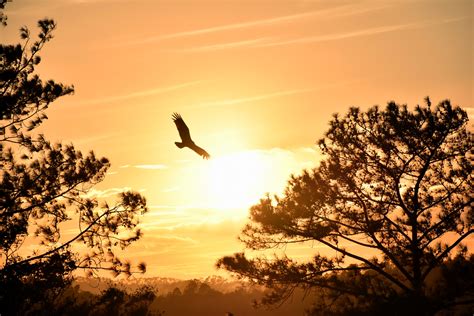 Eagle Flying Towards Sunset 5k Hd Photography 4k Wallpapers Images