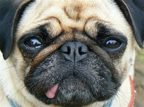 Close Up Archives Page Of About Pug