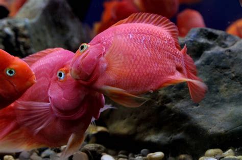 Blood Parrot Cichlid • Care Guide Tank Setup Mates And Diet