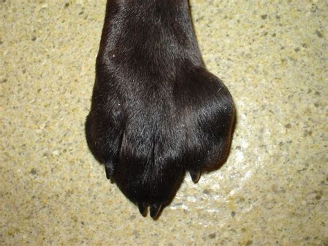 Is Your Dog Paw Swollen We Have Covered The Common Causes And