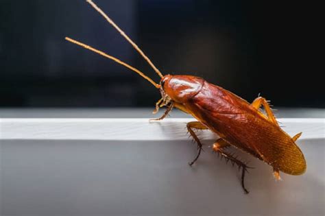 7 Signs Your Home Has A Pest Infestation Updated Home
