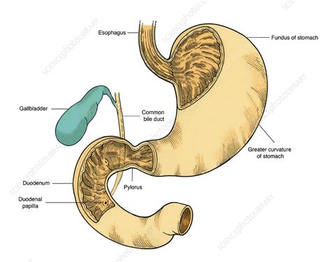 Illustration Of Stomach And Duodenum Stock Image C0172692
