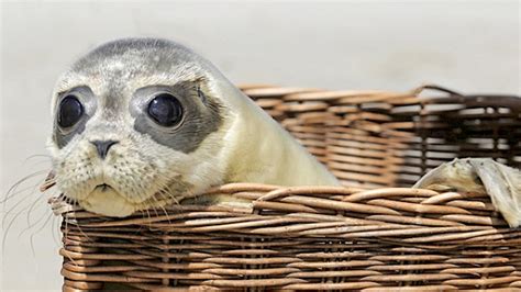 Zwischen 80 und 150 verwaiste seehunde, aber auch kegelrobben, werden jährlich aufgezogen und in die nordsee zurück gebracht. Seehundstation Nationalpark-Haus | mobilewebguide Grossheide