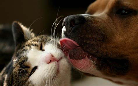 Cats And Dogs Wallpapers Pets Cute And Docile