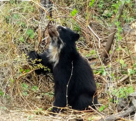 10 Facts About Spectacled Bears Inspiration For Paddington Dry