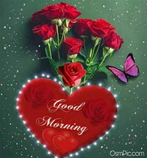 While roses come in many colors, the deep red rose is the symbol of everlasting love. 55 Good Morning Rose Flowers Images Pictures With Romantic ...
