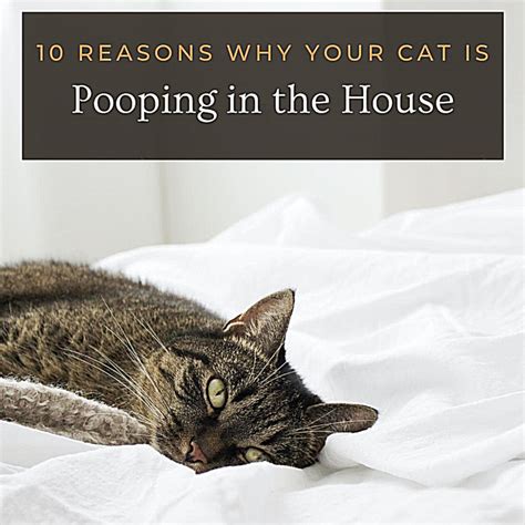 10 Reasons Why Cats Poop Outside The Litter Box Information