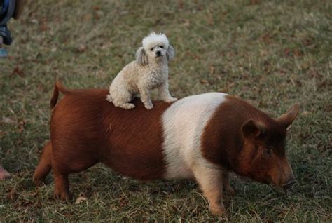 Cute Photos Of Puppies And Pigs The Only Way To Celebrate National Pig