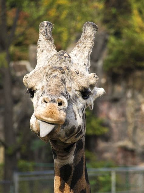Free Photo Giraffe Animal Zoo Funny Animals Free Image On Pixabay