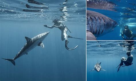 Shark Expert Squares Up To 12ft Beast In Stunning Images With The