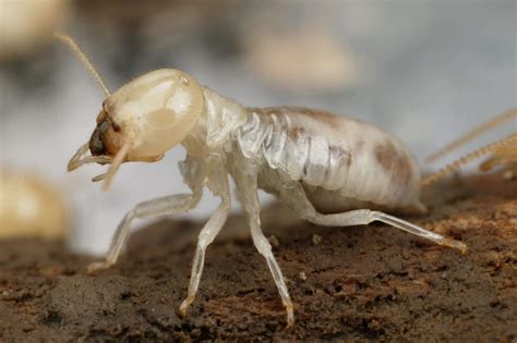 All american pest control is the company to call at lake of the ozarks, camdenton, and lebanon for your pest control needs. Termite Removal Fort Lauderdale | All American Pest Control
