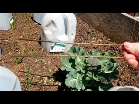 To help protect plants from potential wind damage, choose the location of your garden carefully. How I protect tender plants from wind and frost - YouTube