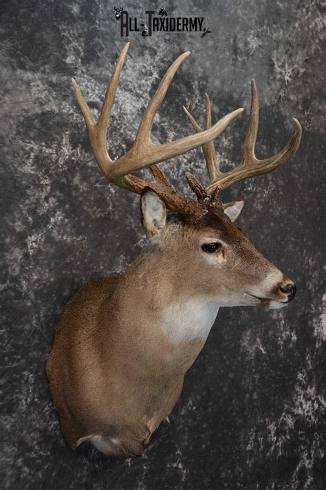 Whitetail Deer Taxidermy Shoulder Mount For Sale Sku 1604 All Taxidermy