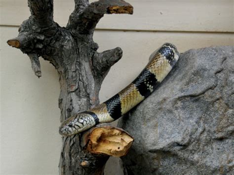 Boulengerina Annulata Water Cobra In San Diego Zoo