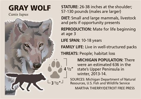 Mi Isle Royale Challenge Rescue Wolves Keep Moose In