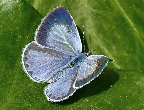 Holly Blue Throop Dorset Butterflies