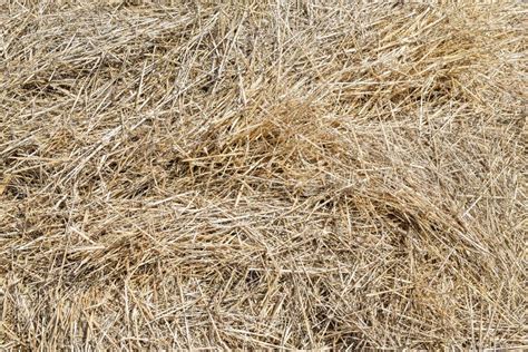 Close Up Dry Yellow Hay Texture Natural Straw Background Summer Rural