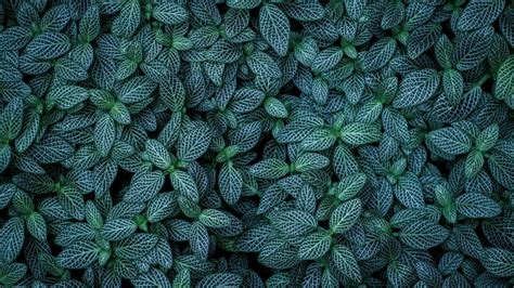 Green Leaves Wallpaper 4k Plants Leaf Background Pattern Closeup