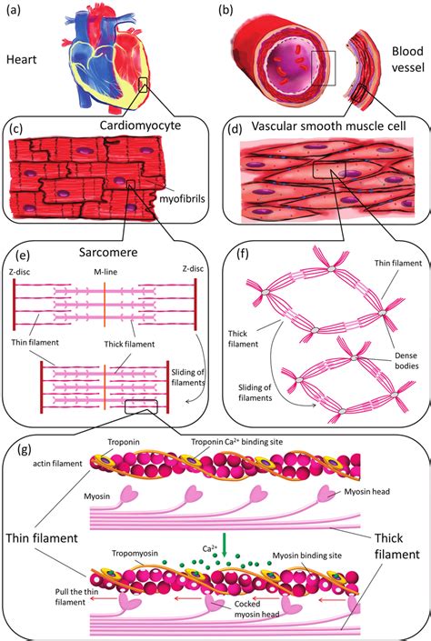 Muscle Contraction Illustrated On Different Structural Levels In The Download Scientific