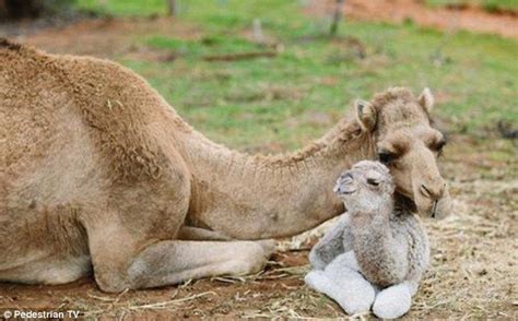 The domesticated dromedary was adopted as a beast of burden around 3,000 years ago and, well into the 20th century, trade caravans that prof hanotte explained: Pin on Travel ~ Australia