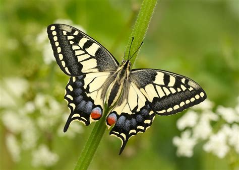 However, there are some 18. Swallowtail