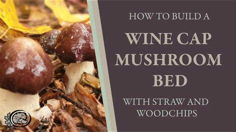 How To Build And Plant A Wine Cap Stropharia Mushroom Bed An Easy