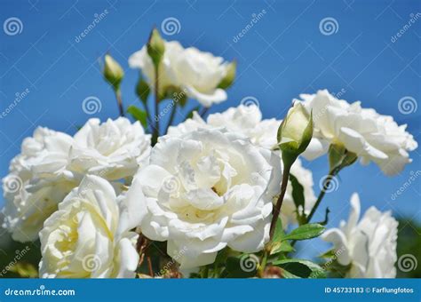 Brilliant White Roses Blooming Stock Image Image Of Green Petal