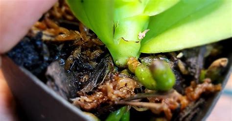 Phalaenopsis Spike Album On Imgur