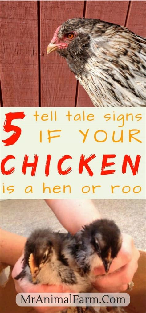 How To Sex A Chicken And Tell A Hen From A Rooster Mranimal Farm