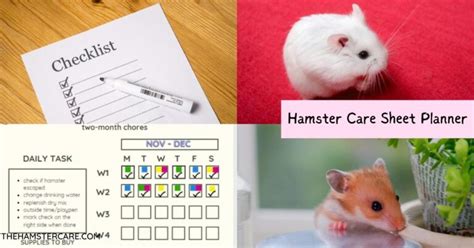 2023 Best Hamster Care Sheet Prepare Tasks Printable