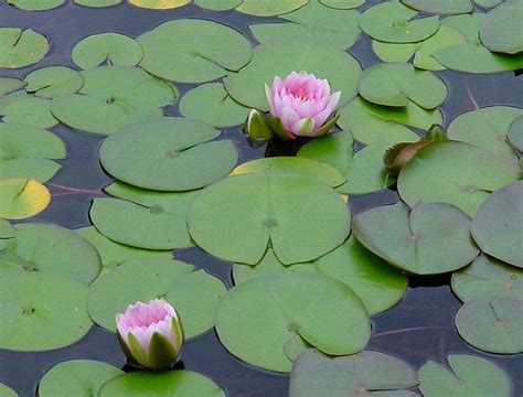 Lily Pad Wallpapers Wallpaper Cave