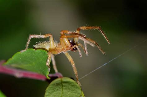 Unearth The Reality Of Pennsylvanias Venomous Spiders Animals Around