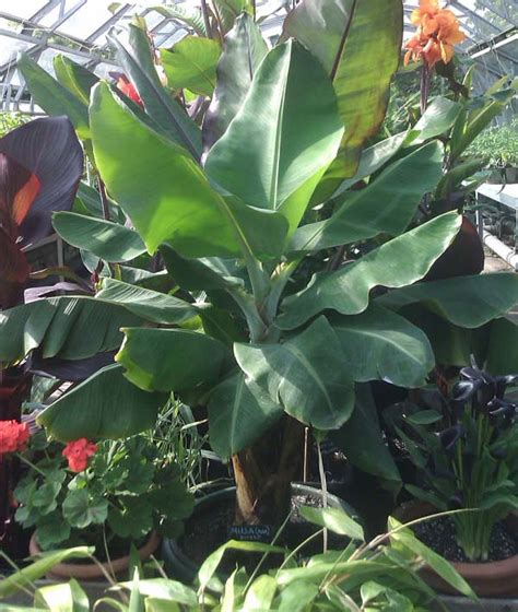 The dwarf cavendish banana tree brings bananas within reach of any home gardener… no matter where you live! Dwarf Banana Tree: Growing Banana Plants as Ornamentals ...